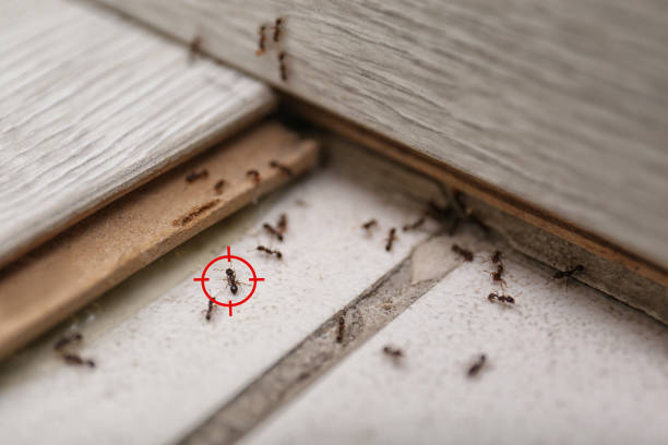 Best Flea Control Services  in Wood River, NE