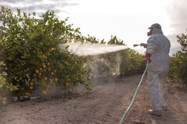 Best Pest Removal Services  in Wood River, NE